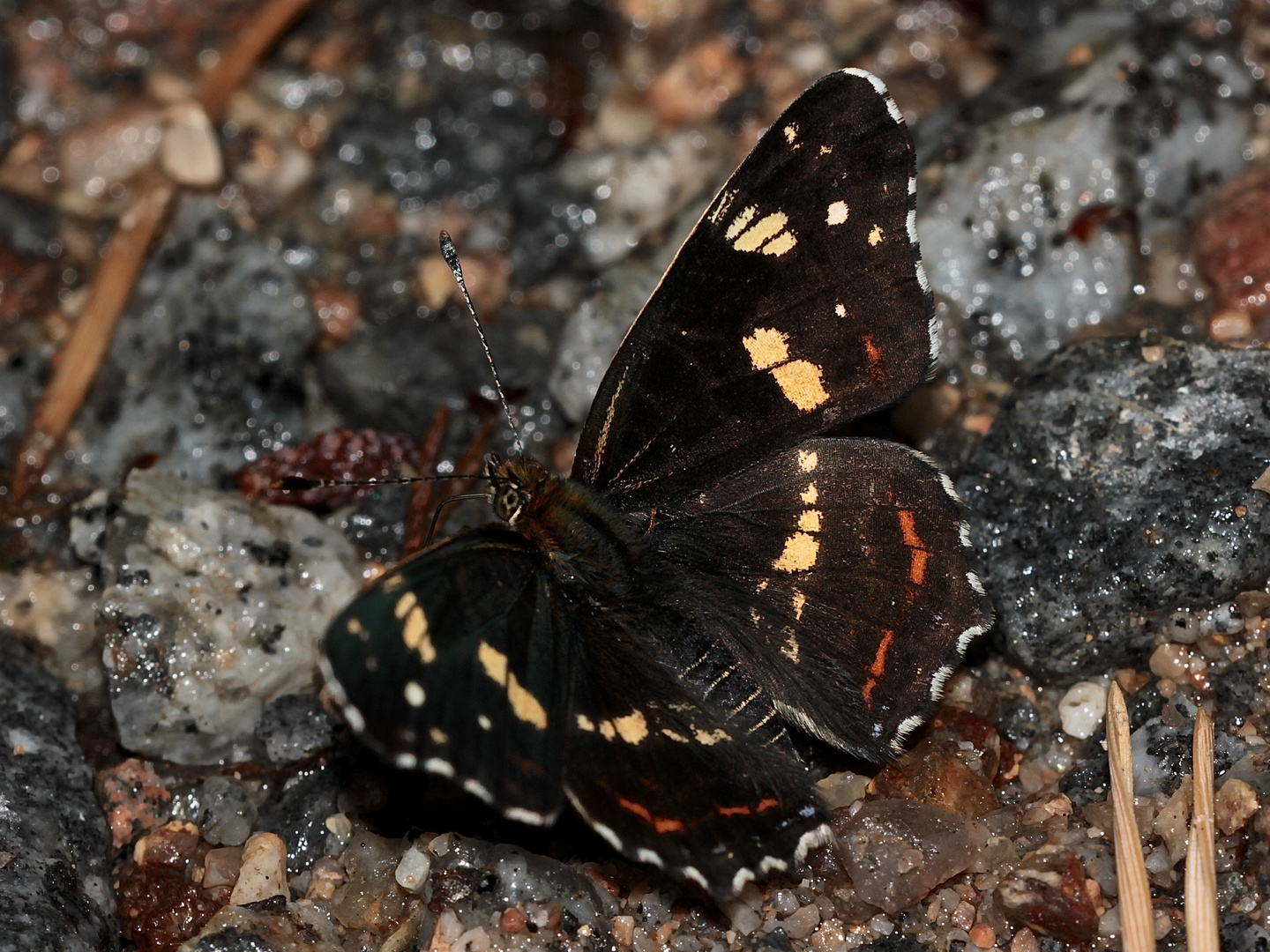 Das Landkärtchen (Araschnia levana) - interessante Farbvariationen der Sommerform ...