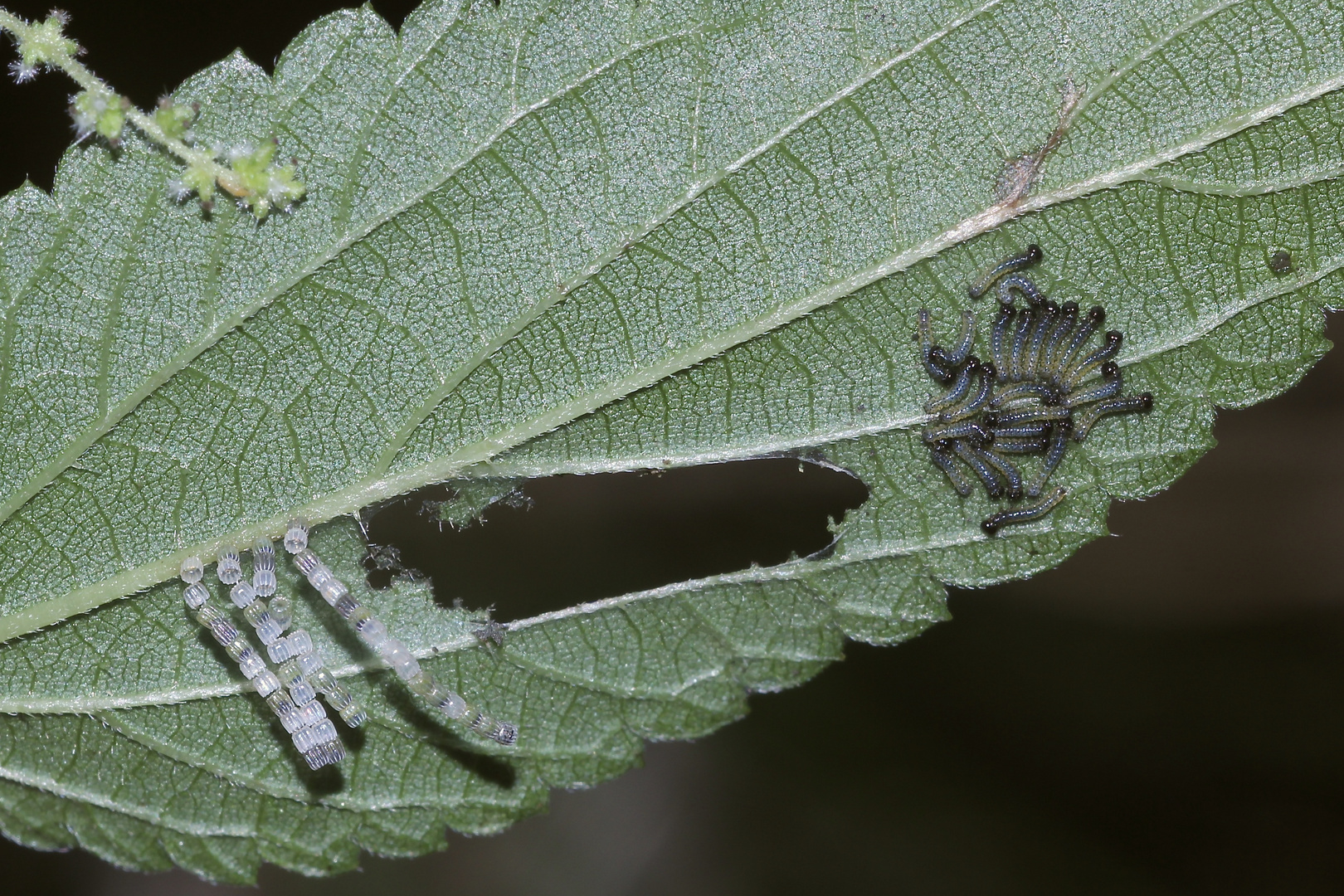 Das Landkärtchen (Araschnia levana) ist der einzige Falter ...