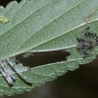 Das Landkärtchen (Araschnia levana) ist der einzige Falter ...