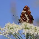 Das Landkärtchen (Araschnia levana) - Sommergeneration