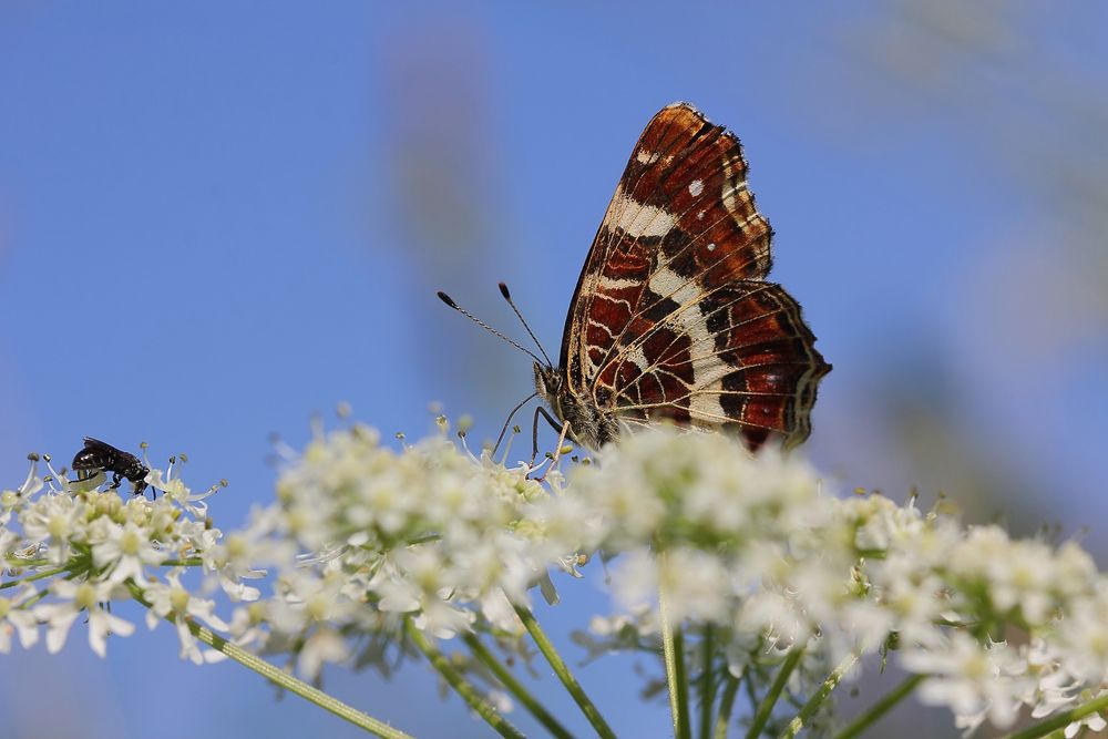 Das Landkärtchen (Araschnia levana) - Sommergeneration