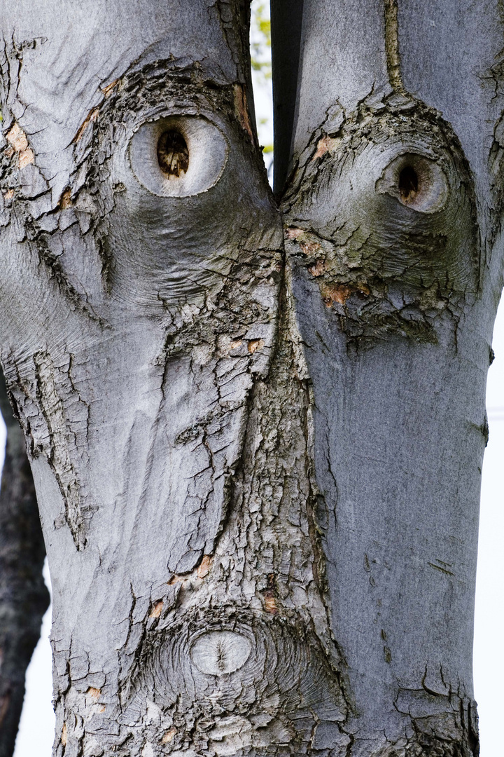 Das lange Gesicht