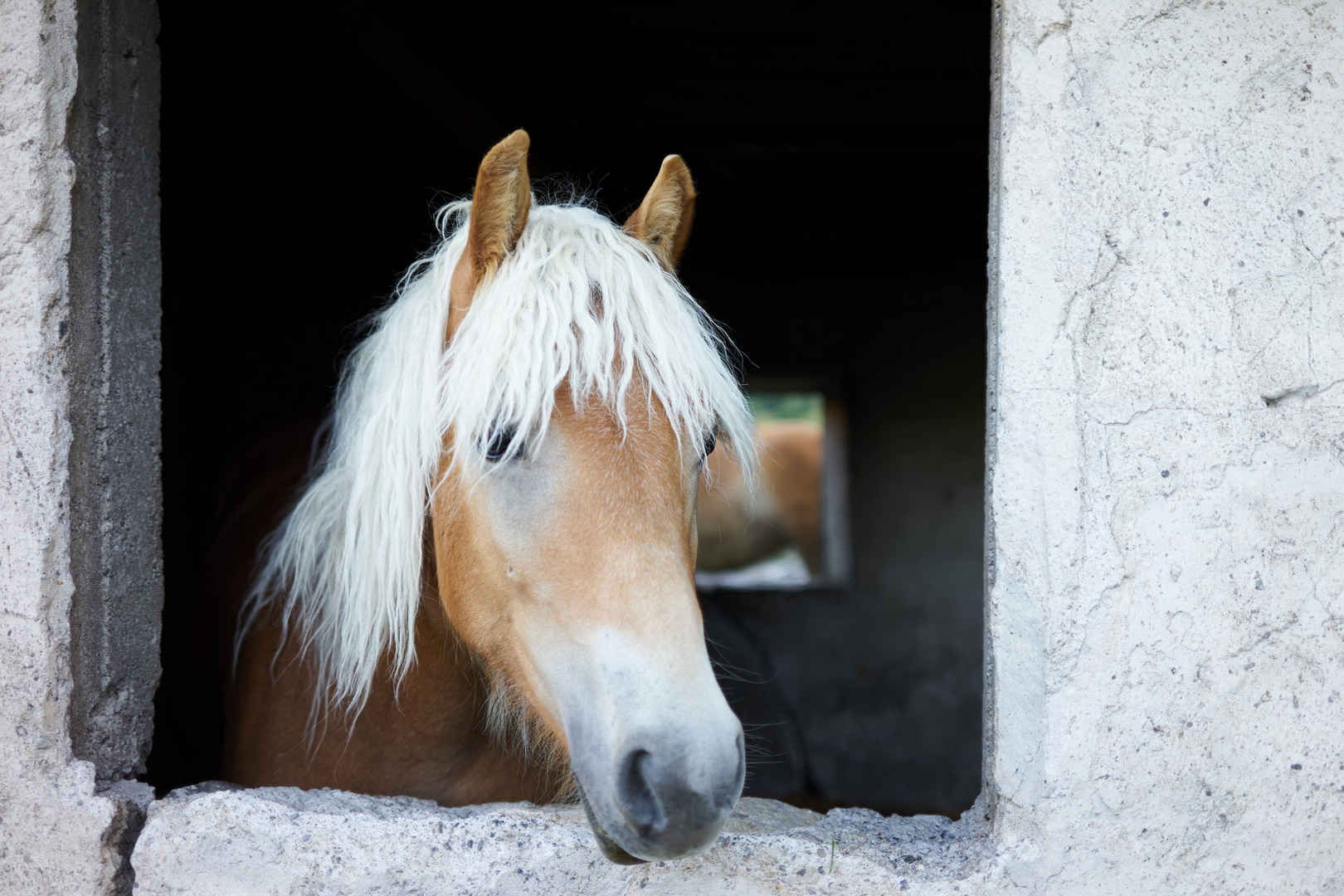 das lange Pferd