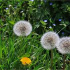 Das lange Warten auf den Wind