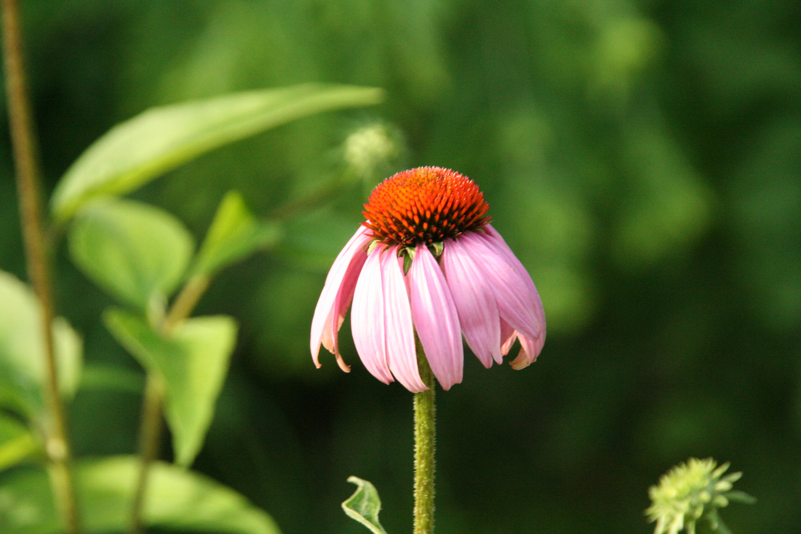 Das langsame Ende der Blüte