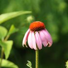 Das langsame Ende der Blüte