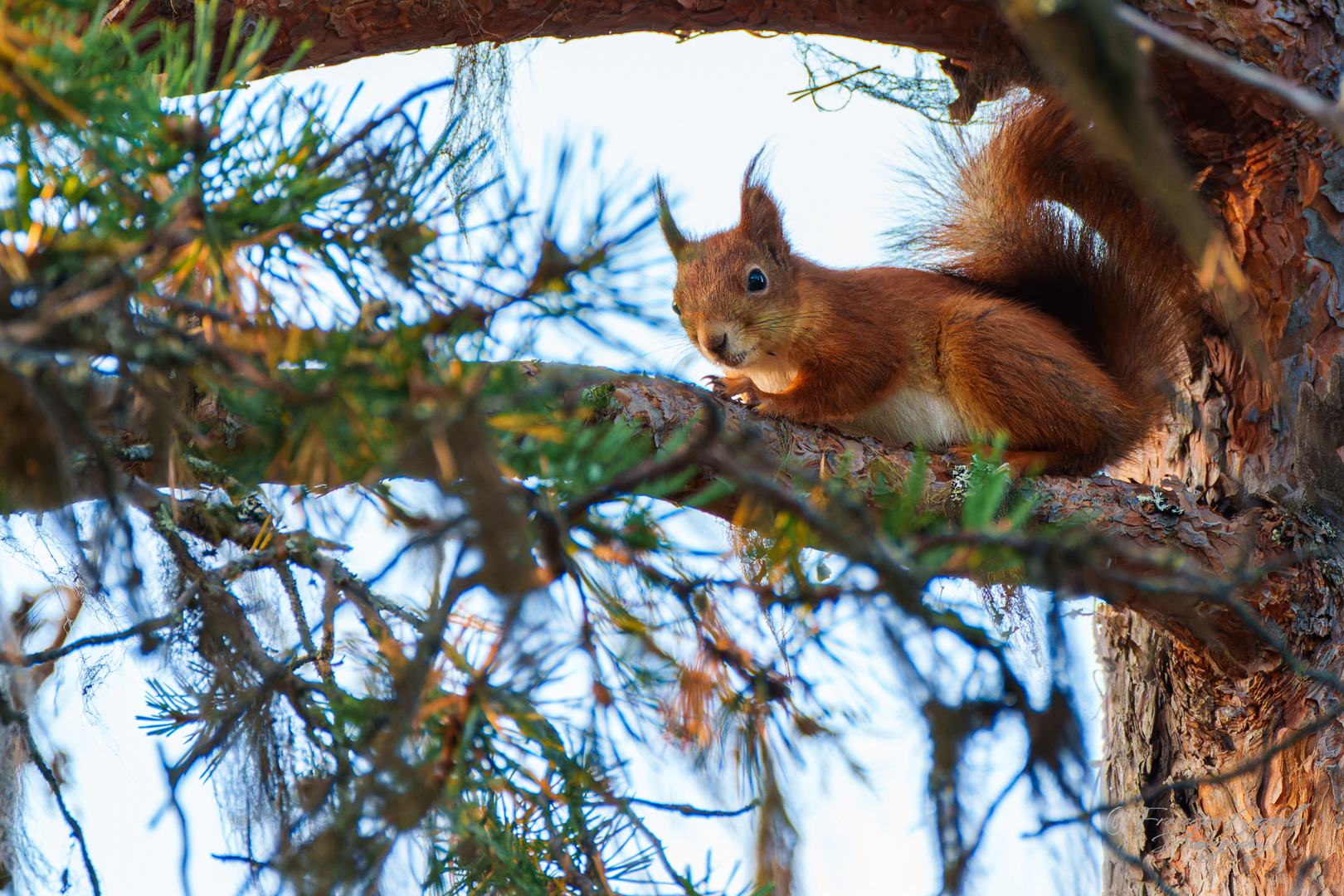 das lappländische Eichhörnchen