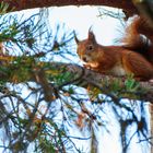 das lappländische Eichhörnchen