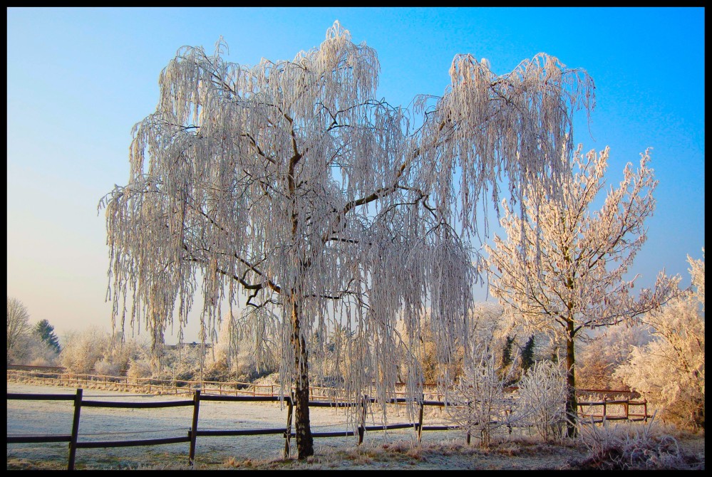 Das Laub des Winters