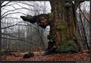 Reinhardswald und Urwald Sababurg + Wichmanessen