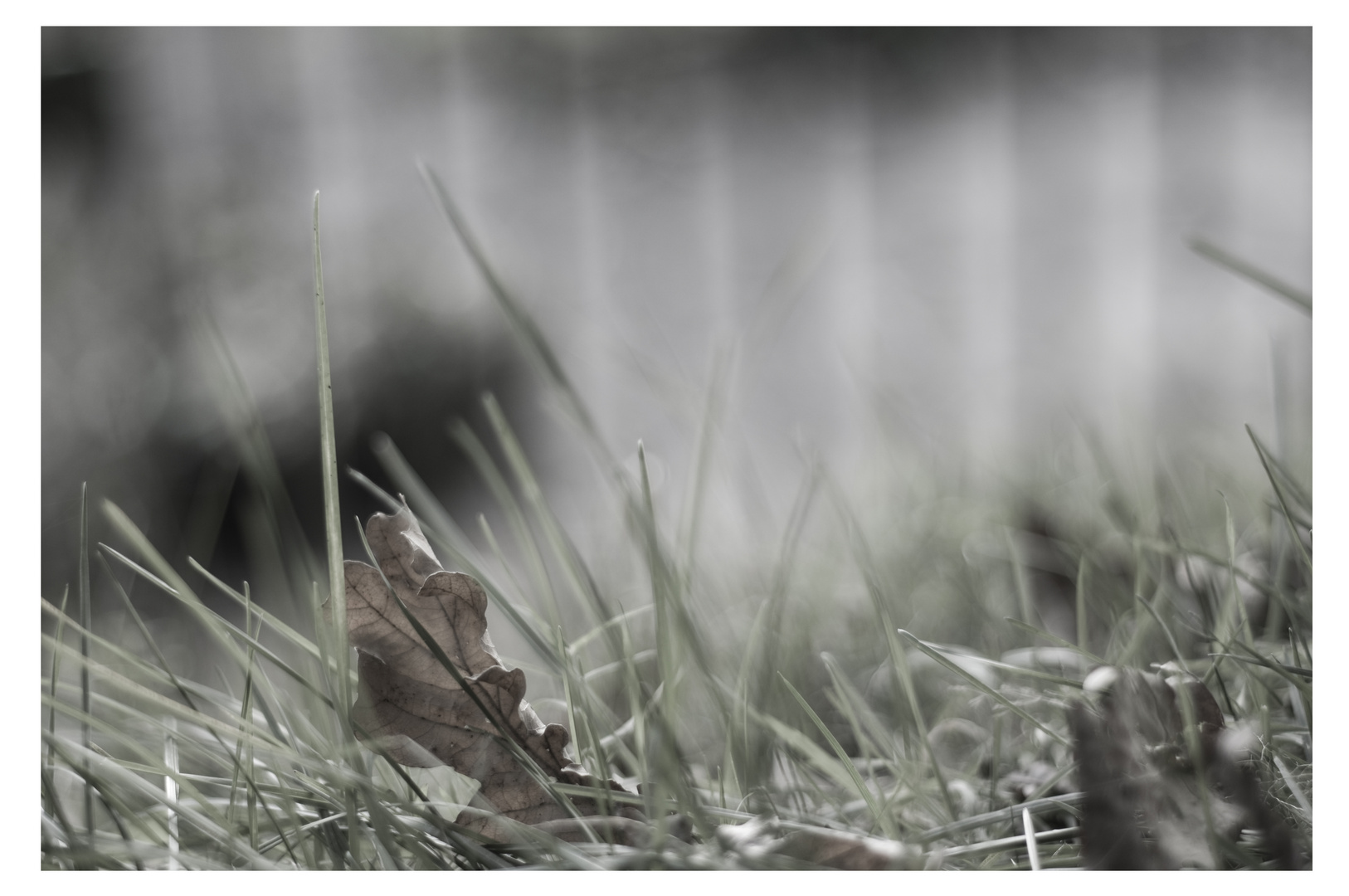 Das Laub landet im Gras