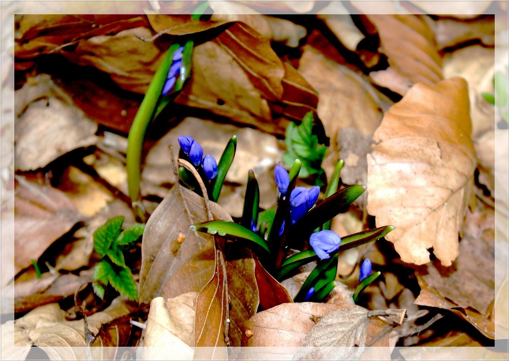 DAS LAUB WEICHT DEM FRÜHLING