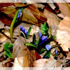 DAS LAUB WEICHT DEM FRÜHLING