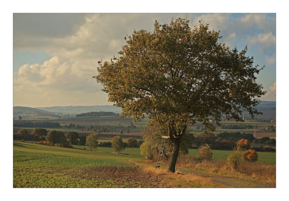 Das Laub wird bunt