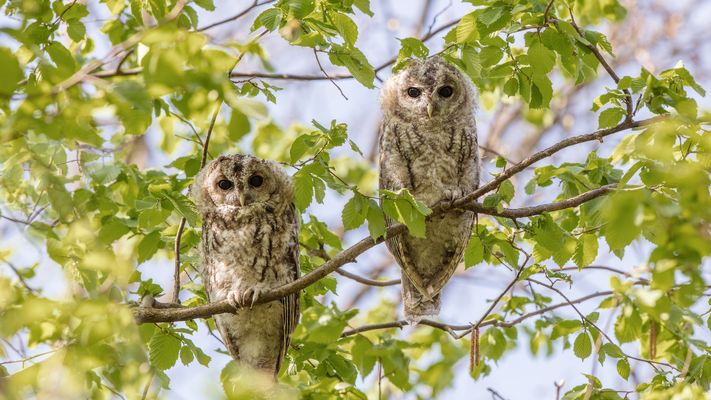 Das Laub wird dichter.