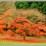 "Das lautlose Fallen der Blätter vom Baum. Ich gebe all dieser Schönheit Raum" © Irmgard Adomeit