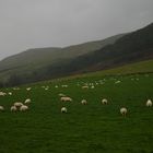 das Leben als Schaf