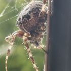 Das Leben am Fenster... 