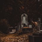 Das Leben am Zentralfriedhof 