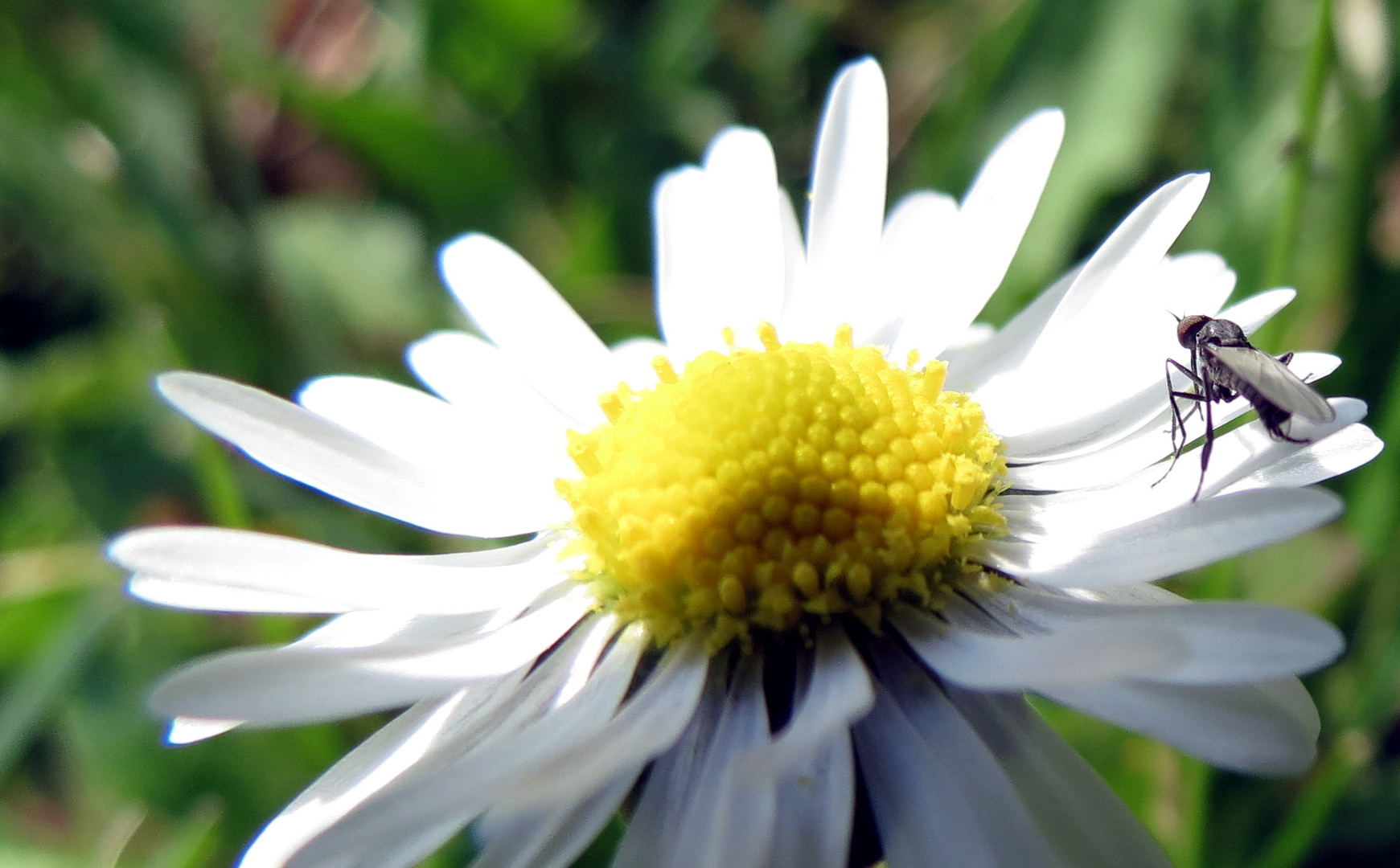 Das Leben auf einem Gänseblümchen