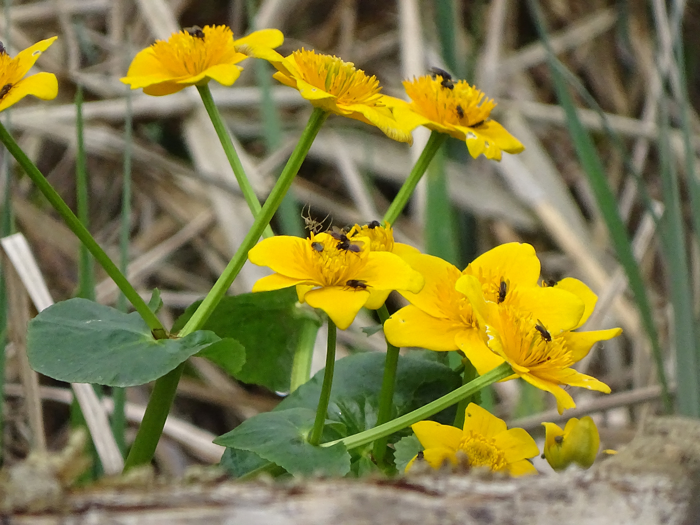 Das Leben auf einer SumpfDoBlume