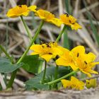 Das Leben auf einer SumpfDoBlume