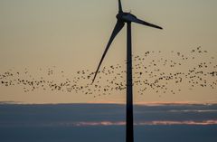 Das Leben Der Gänse