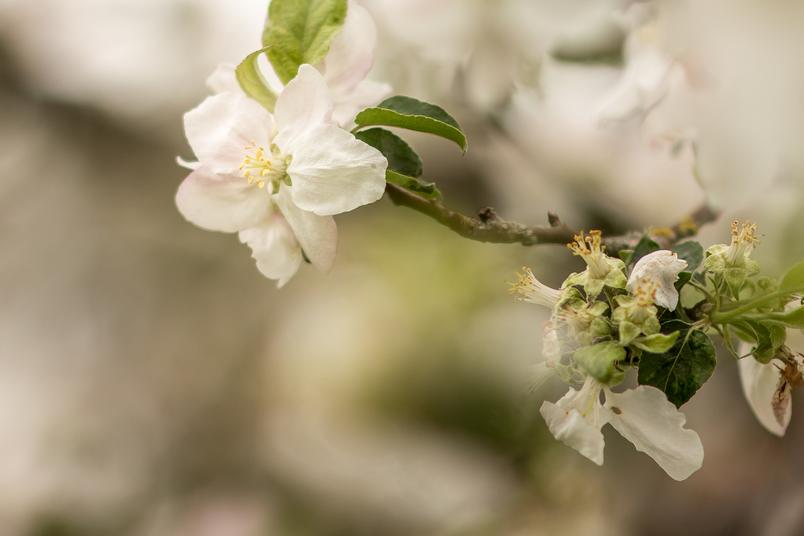 Das Leben einer Blüte