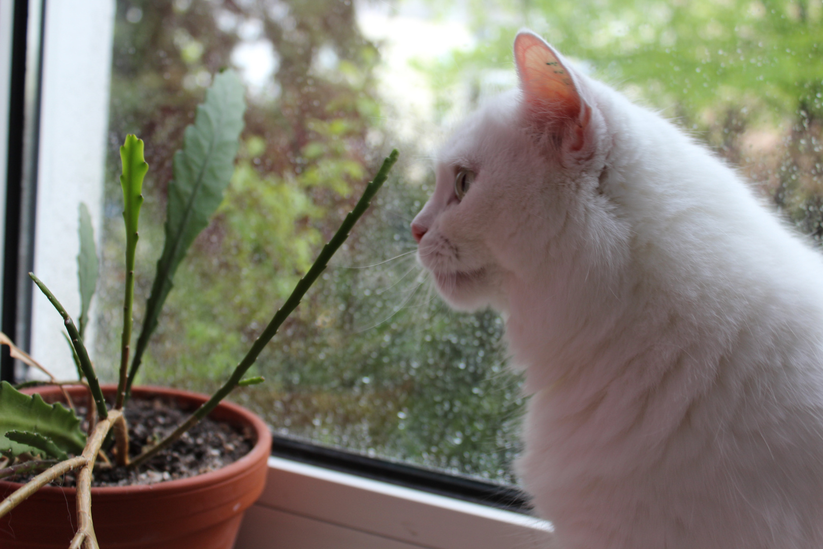 Das Leben einer Hauskatze