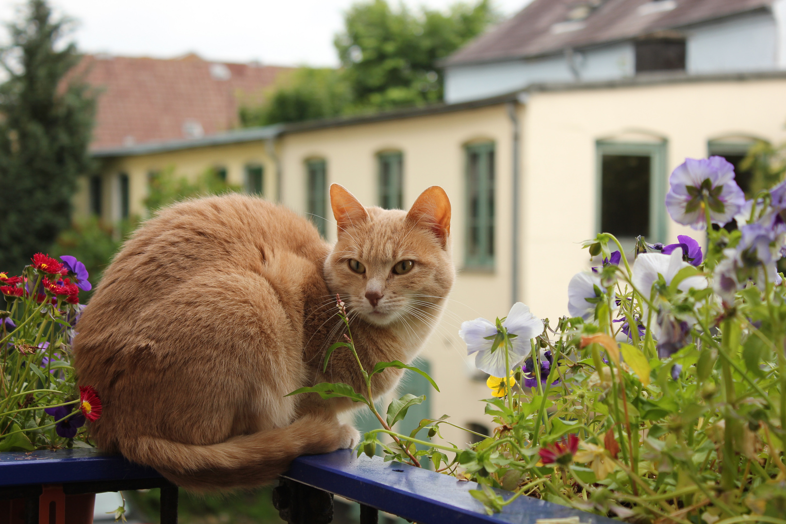 Das Leben einer Katze