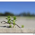 Das Leben einer kleinen Strandpflanze vor dem Ansturm der Urlauber