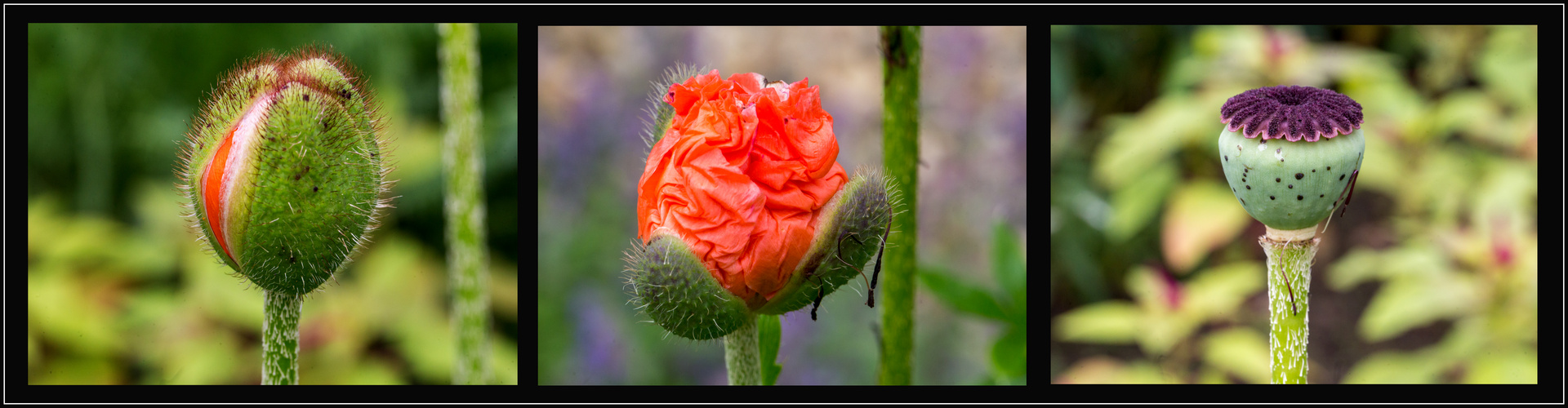 Das Leben einer Mohnblume