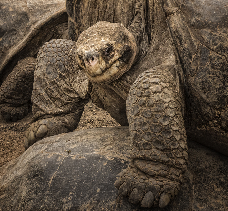 Das Leben einer Riesenschildkröte........