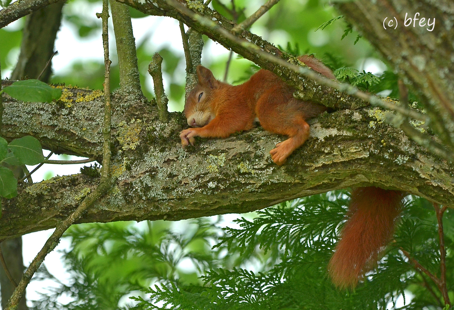 Das Leben eines Eichhörnchens ist ja soooooo anstrengend!