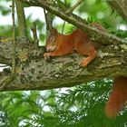 Das Leben eines Eichhörnchens ist ja soooooo anstrengend!