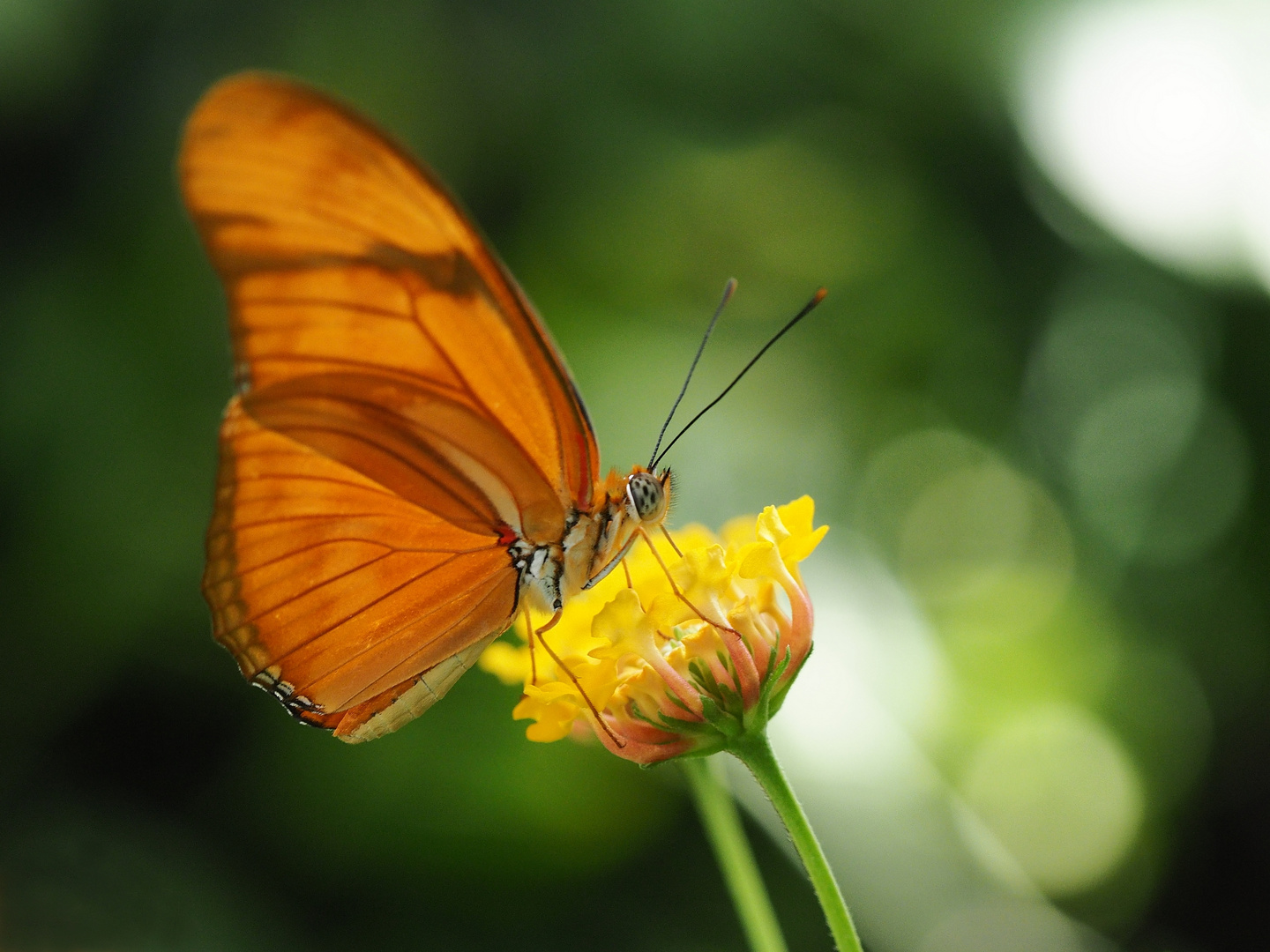 Das Leben eines Schmetterlings Foto & Bild makro, schmetterling