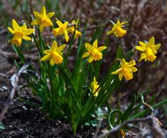 Das Leben erwacht nach dem Winter in den Bergen.....