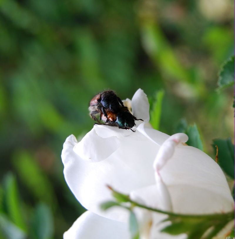 das Leben .....Frühling ist da!!!!!!