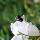 das Leben .....Frühling ist da!!!!!!