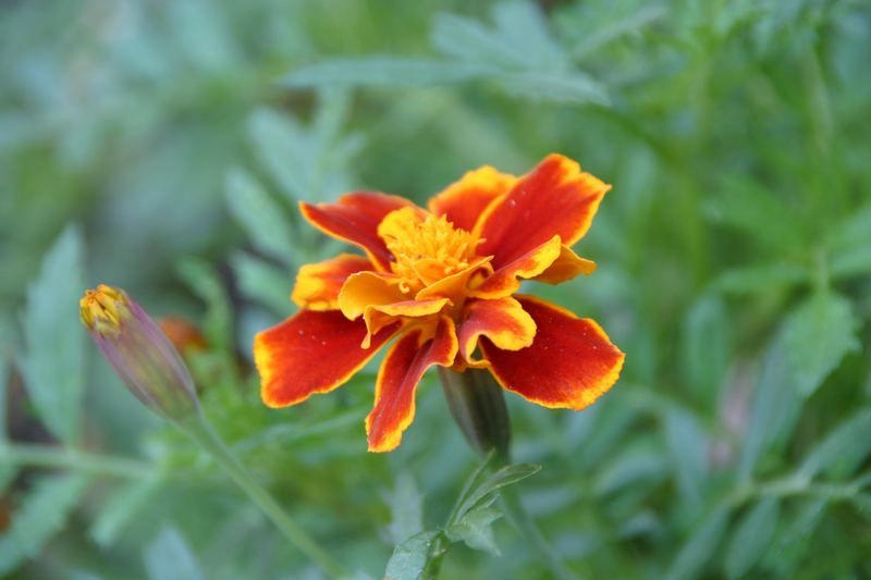 Das Leben im Garten