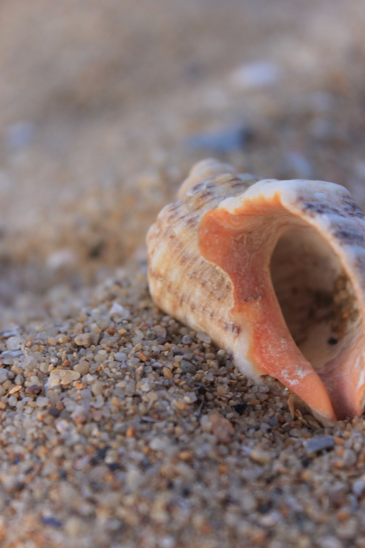 Das Leben im Sand, als Muschel