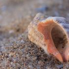 Das Leben im Sand, als Muschel