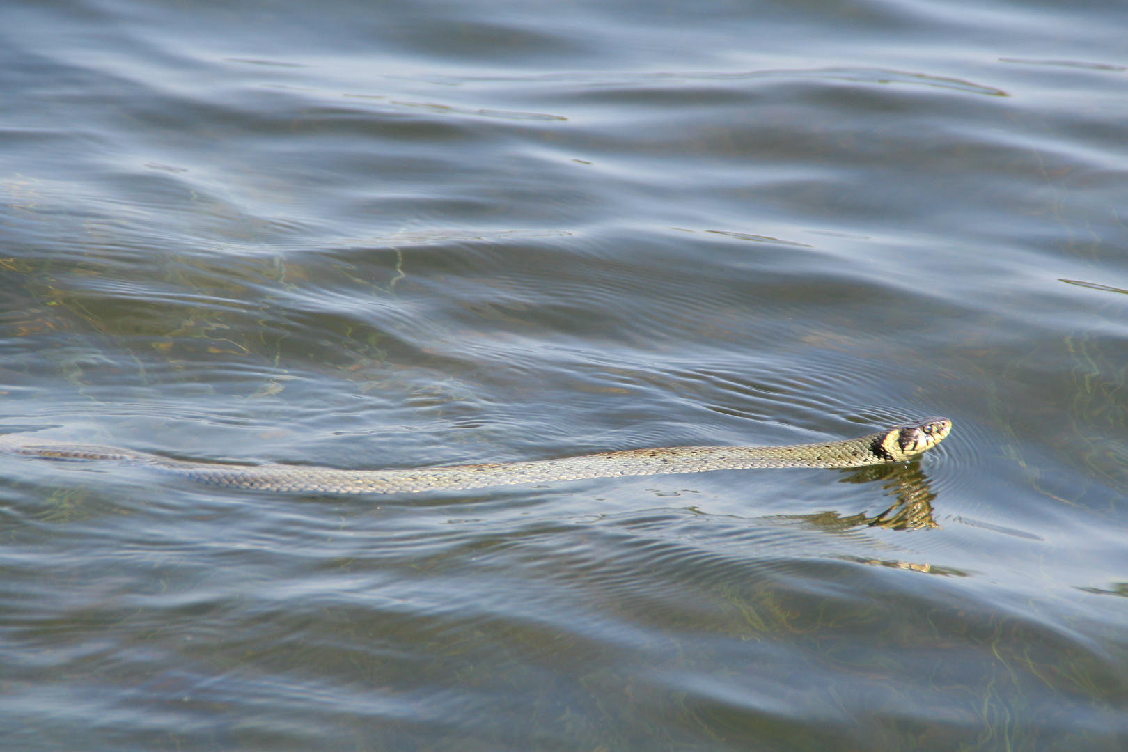 Das Leben im See...