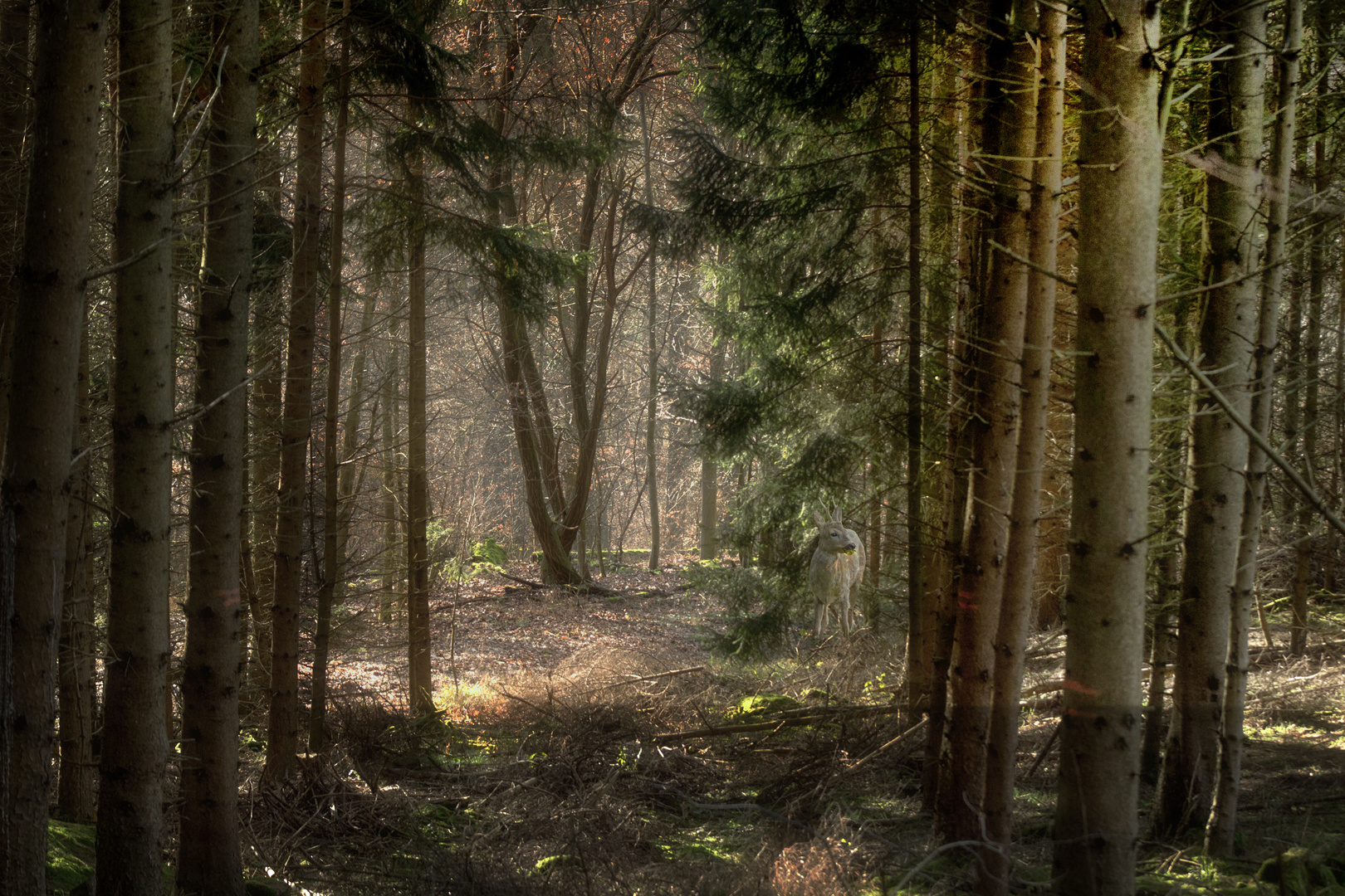 Das Leben im Wald