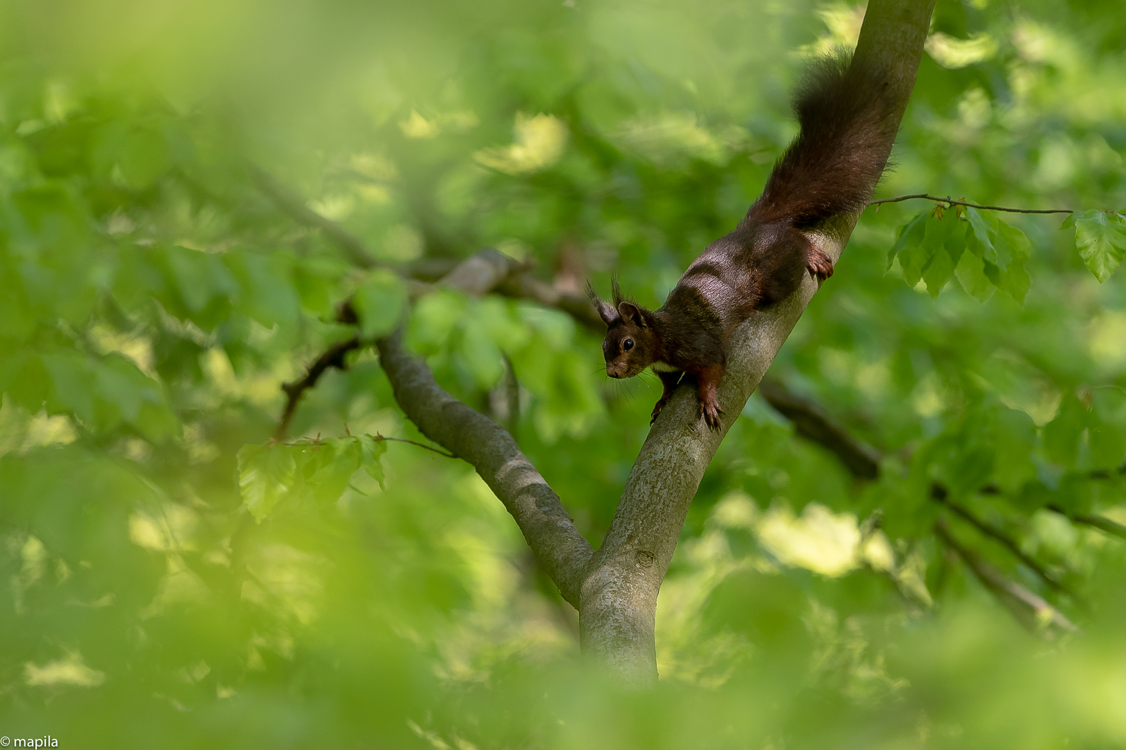 ——— das Leben im Wald ———