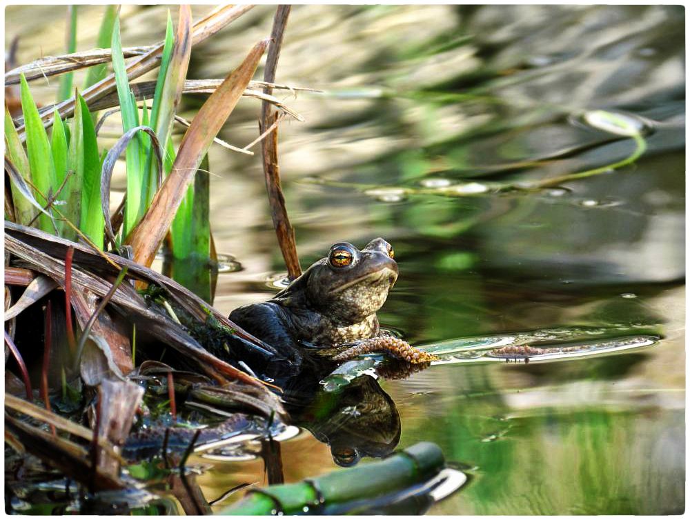 das Leben im Zierteich