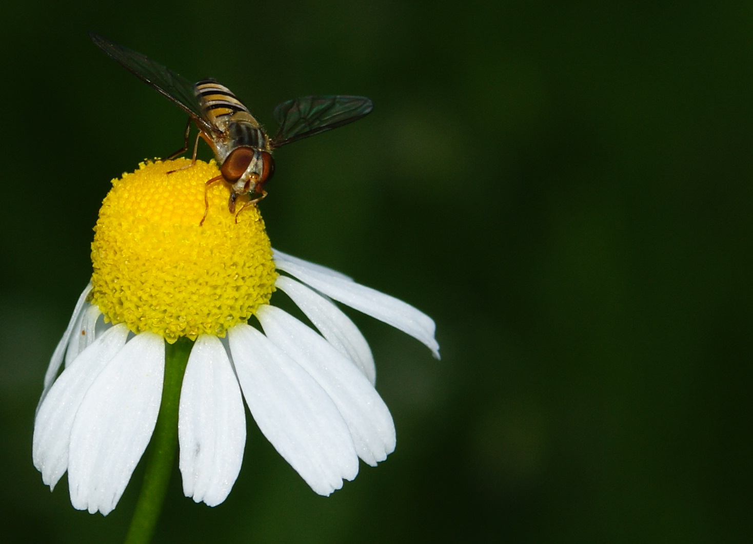 Das Leben in der haus/garteneigenen Blumenwiese