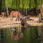 Das Leben in der Natur