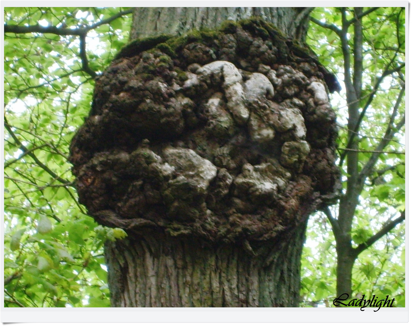 Das Leben in einem Baum