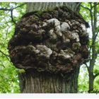 Das Leben in einem Baum